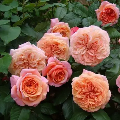 Роза ЧИППЕНДЕЙЛ чайно-гибридная в Жодино