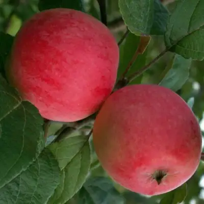 Яблоня СУЙСЛЕПСКОЕ (МАЛИНОВКА) в Жодино