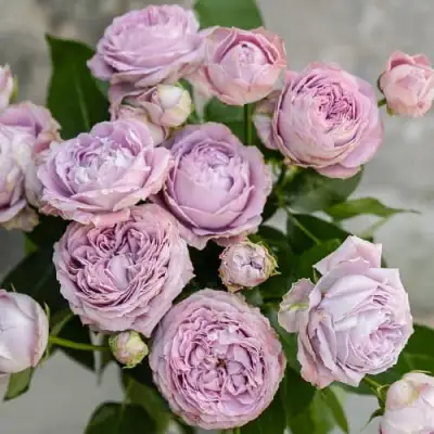 Роза ЛАВАНДЕР БАБЛС спрей в Жодино