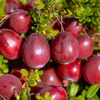 Клюква БЕН ЛИР в Жодино