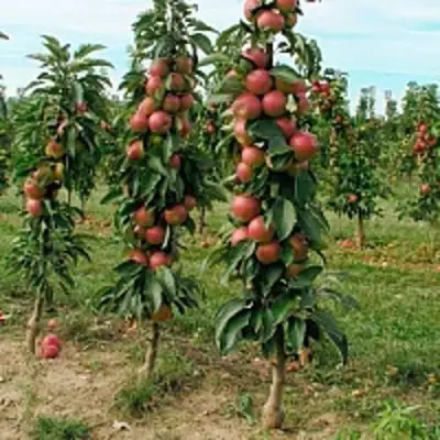 Яблоня ЯНТАРНОЕ ОЖЕРЕЛЬЕ колонновидная в Жодино