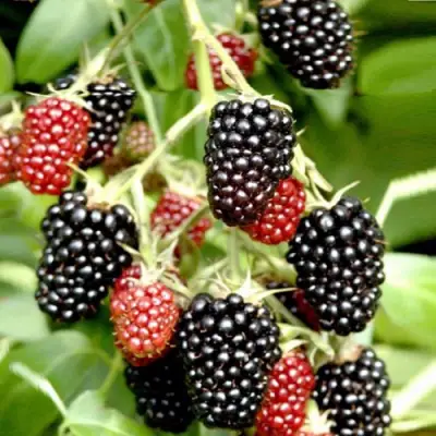 Ежемалина ДАРРОУ в Жодино