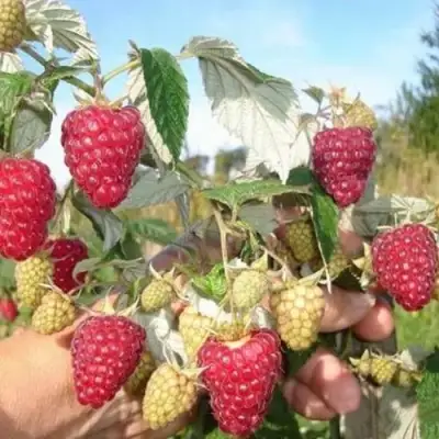 Малина ЖАР-ПТИЦА в Жодино