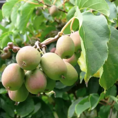 Актинидия ЛЮСИ аргута  в Жодино