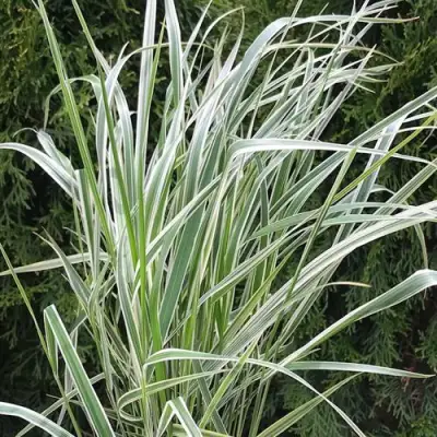 Вейник ОВЕРДАМ остроцветковый в Жодино