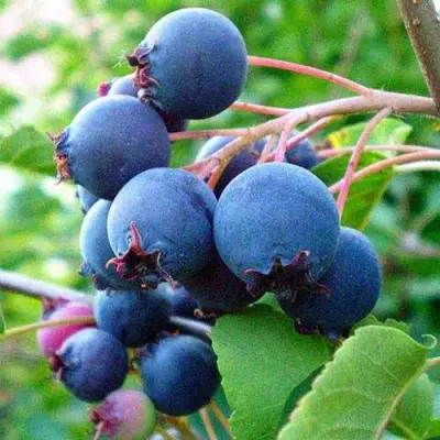 Ирга ПЕМБИНА в Жодино