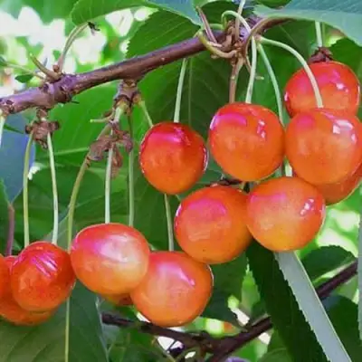 Черешня НАСЛАЖДЕНИЕ в Жодино