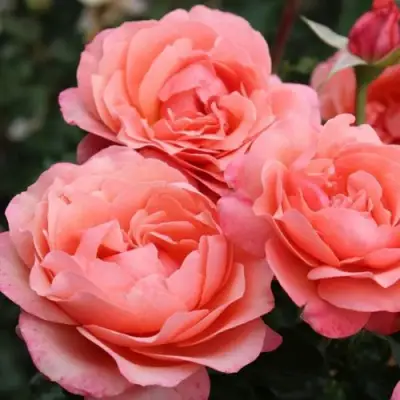 Роза КОРАЛ ЛИОНС РОУЗ флорибунда в Жодино