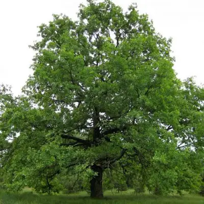 Дуб черешчатый в Жодино