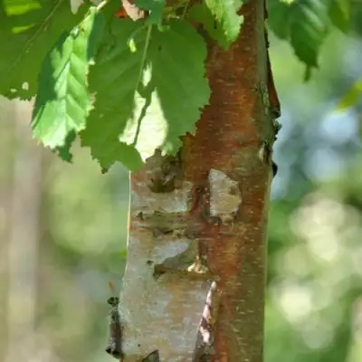 Береза бумажная в Жодино