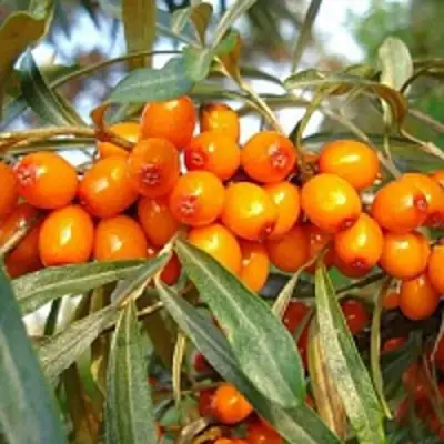 Облепиха БОТАНИЧЕСКАЯ в Жодино