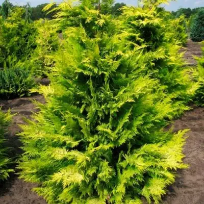 Кипарисовик ГОЛДЕН ВОНДЕР лавсона в Жодино