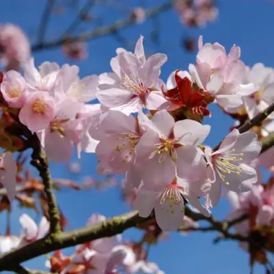 Вишня РАНЧО САРЖЕНТА в Жодино