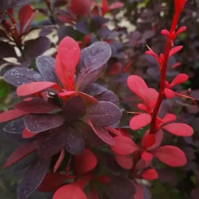 Барбарис РЕД ПИЛЛАР тунберга в Жодино