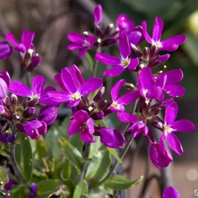 Арабис РОУЗ делайт в Жодино