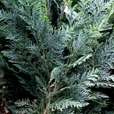 Кипарисовик ДАРТС БЛЮ РИББОН лавсона в Жодино