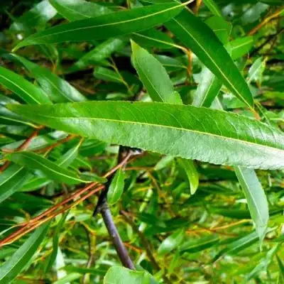 Ива ломкая  в Жодино