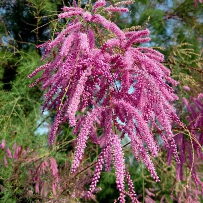 Тамарикс ПИНК КАСКАД в Жодино