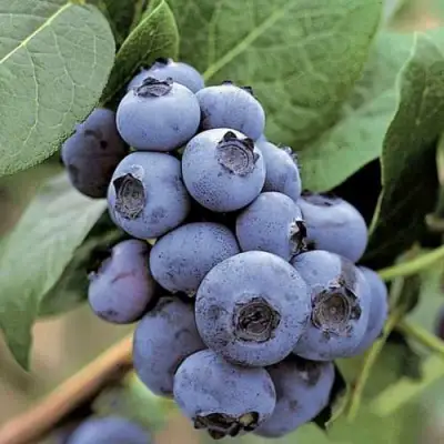 Голубика ПАТРИОТ в Жодино