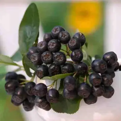 саженцы аронии