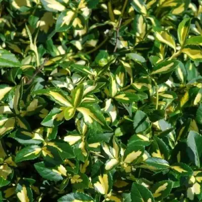 Бересклет САНСПОТ форчуна в Жодино