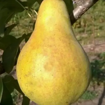 Груша КОНКОРД в Жодино