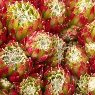 Молодило ХУКЕРА в Жодино