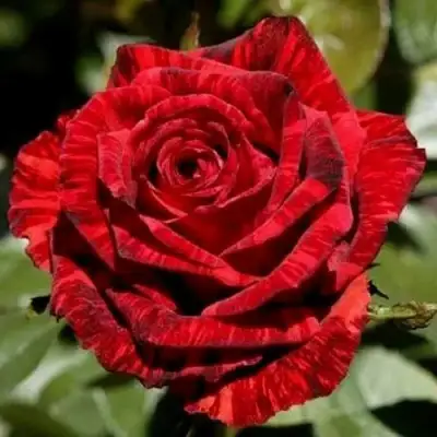 Роза РЕД ИНТУИШН чайно-гибридная в Жодино