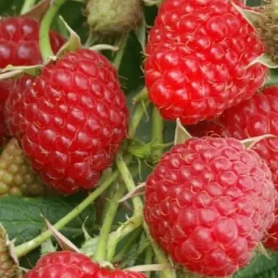 Малина КОЛОКОЛЬЧИК в Жодино