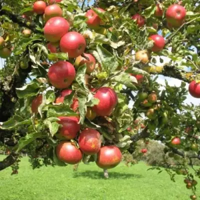 Яблоня ОРЛИК в Жодино