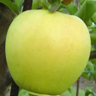 Яблоня ГОЛДЕН ДЕЛИШЕС в Жодино