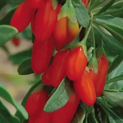 Годжи ВЯЧЕСЛАВ в Жодино