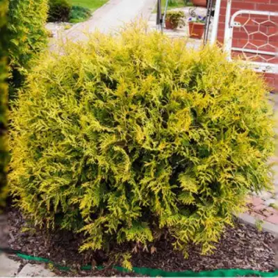 Туя КОЛЛЕРС ГОЛД складчатая в Жодино