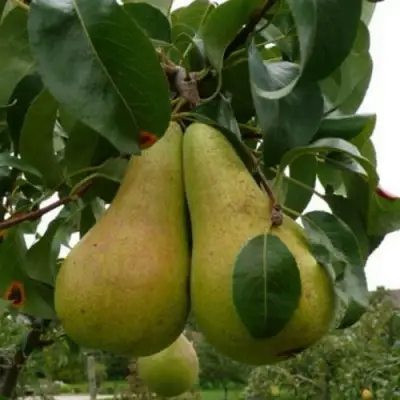 Груша КОНКОРД в Жодино