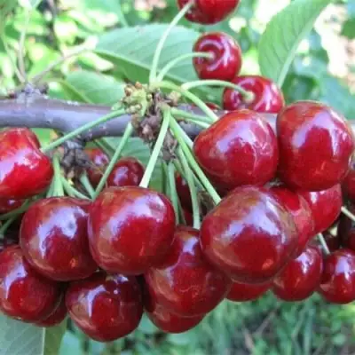 Вишня ДЕСЕРТНАЯ МОРОЗОВОЙ в Жодино