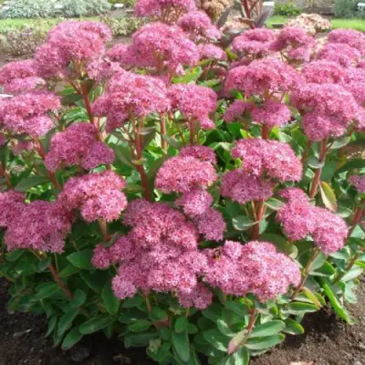 Очиток (седум) КАРЛ видный в Жодино