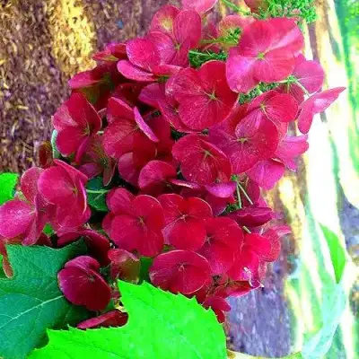 Гортензия АМЕТИСТ дуболистная в Жодино