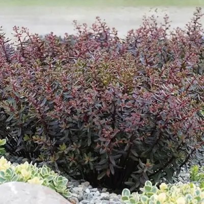 Очиток (седум) САНСПАРКЛЕР ДЖЕЙД ТАФФЕТ в Жодино