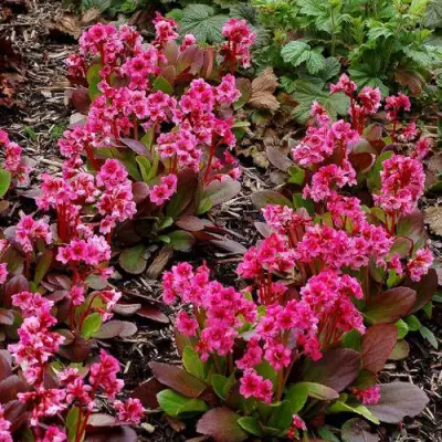 Бадан ФЛИРТ в Жодино