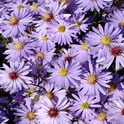 Астра БЛЮ ХЕВЕН сердцелистная в Жодино