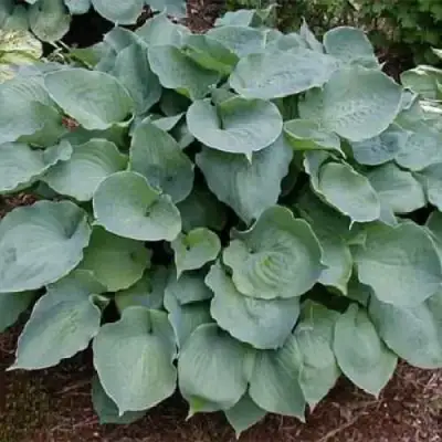 Хоста МУНЛАЙТ СОНАТА гибридная в Жодино