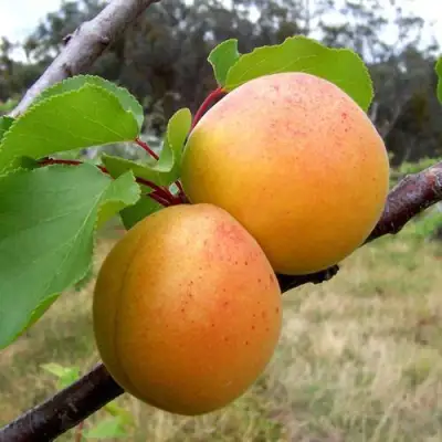 Абрикос ОРЛОВЧАНИН  в Жодино