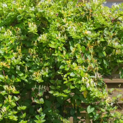 Жимолость ХАЛЛИАНА японская (Хелиана) в Жодино