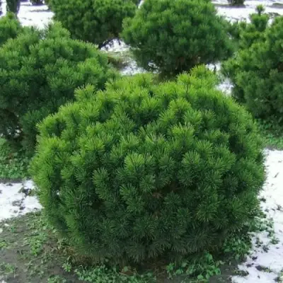 Сосна горная МУГУС в Жодино