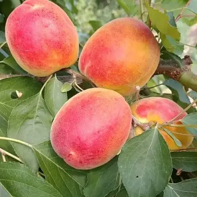 Абрикос ОСОБЕННЫЙ ДЕНИСЮКА в Жодино