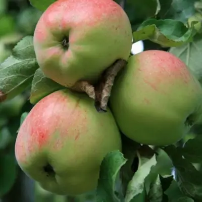 Яблоня УТРО в Жодино