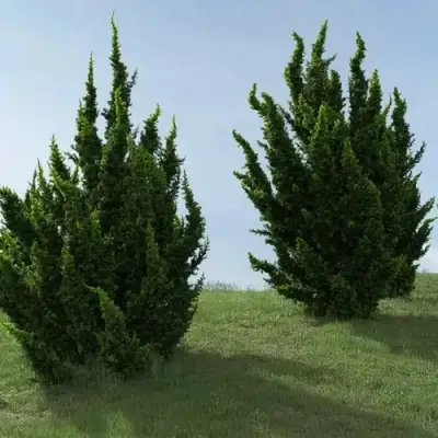 Можжевельник КАЙЗУКА китайский в Жодино