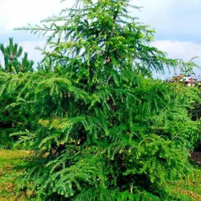 Лиственница европейская в Жодино