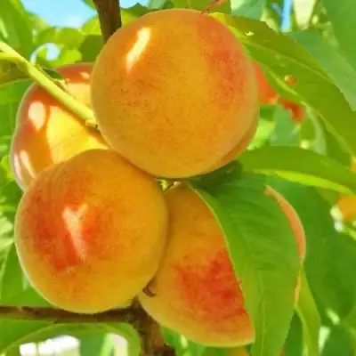 Персик ВЕТЕРАН в Жодино