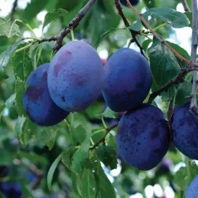 Слива ЭМПРЕСС в Жодино